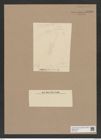 Coscinodiscus sp. (de-Toni-Nr.: Genus 202) Zeichnungen Sammlung Grunow Nr. 8506 (NHMW-BOT-W0377984)